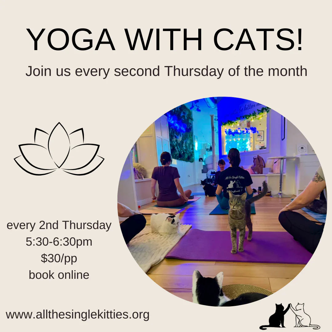 Yoga with Cats